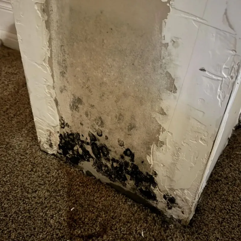 Professional Mold Removal in Edgartown, MA